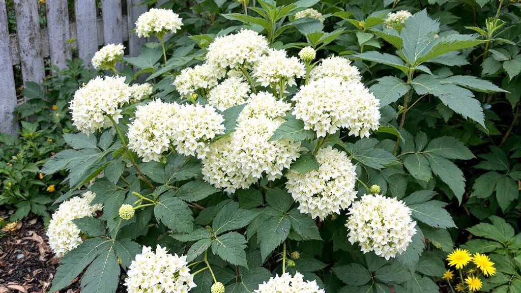 Elderberry Flower Plant: Pacific Northwest Frost-Resistant Growing Blueprint