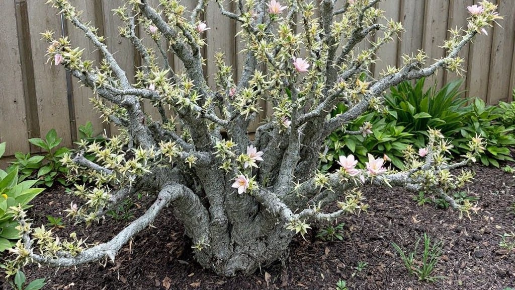 Spiny Spider Flower Growing Guide: Pacific Northwest Frost-Resistant Planting Mastery